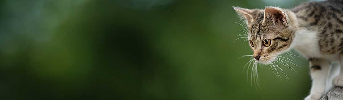 Katze - Verdauung & Stoffwechsel