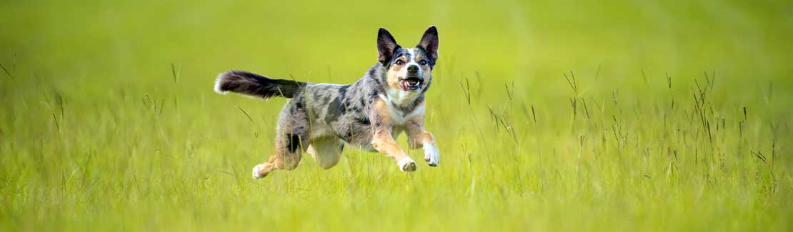 Vitalpilze für Tiere